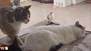 Cat Tries To Get On The Bed Without Waking Other Cat Up