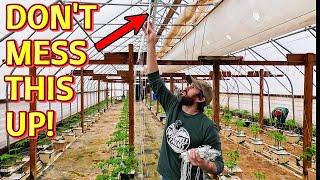 TRELLIS Training for MAXIMUM Greenhouse Tomato Yield!