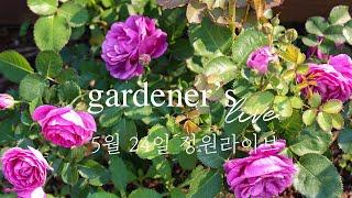 5월 24일 장미가 피기 시작하는 정원 라이브  Garden tour with ME! May 24th