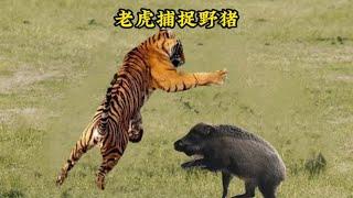 老虎艱難的捕獲野豬！還真是不容易呀#動物世界#動物解說