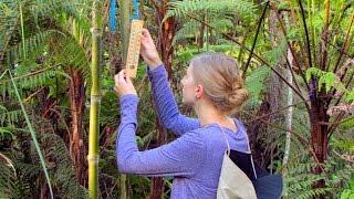 Discovering Tree Ferns in Peru