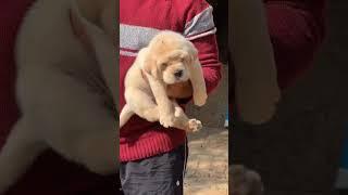 Cute  beautiful ️ lebrador Top show quality puppy available #doglover #palanpur #pets