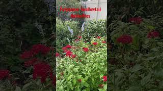 Polydamas Swallowtail Butterflies on Pentas