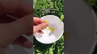 Making yellow #naturalpaint with dandelion flowers #hanselah #ecoart #cottagecore #naturaldye #diy