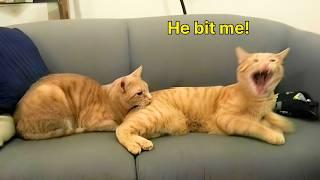 These Cats Speak English Better Than Hooman!