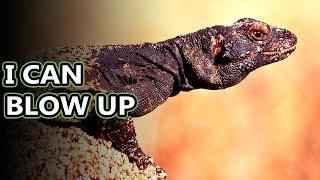 Chuckwalla facts: with a name like that they must be interesting | Animal Fact Files