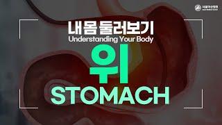 Stomach [Understanding Your Body]