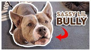 Chester Dog Being Sassy | Funny American Bully Trying To Play