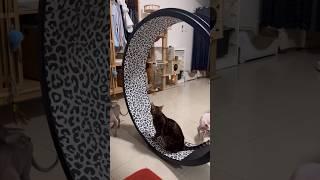 巨大な輪っかで遊ぶ猫【ベンガル スフィンクス猫】