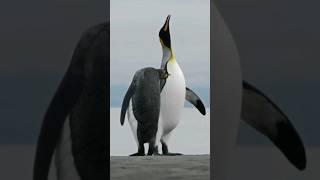 Sound of KING PENGUIN  | Aptenodytes patagonicus Sound | animal sounds