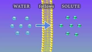 Osmosis Animation and Experiments