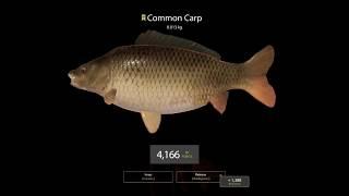 Russian Fishing 4 carp Fishing Bear Lake