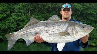 Wicked Outdoor Adventures 2020 Trailer / East Tennessee Striper & Catfish Fishing Guide