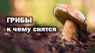 К чему снятся грибы. Сонник, толкование снов, видеть, есть или собирать грибы во сне