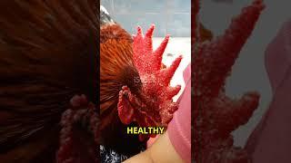  "5 DEADLY Signs Your Chicken is SICK! (Save Your Flock NOW!)" 