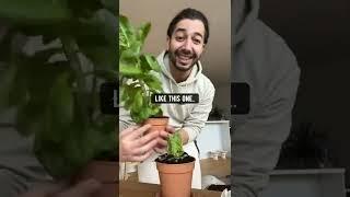 How to Grow Unlimited Lettuce   creative explained