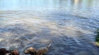 Hike Hounds Canine Adventure Swim