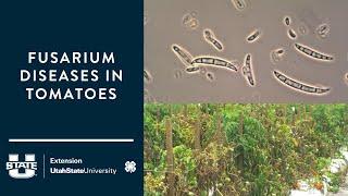 Fusarium Diseases in Tomatoes