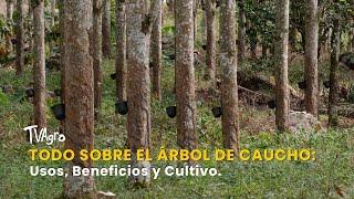 Todo sobre el Árbol de Caucho: Usos, Beneficios y Cultivo - TvAgro por Juan Gonzalo Angel