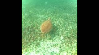  Sea Turtle enjoying life Belize Barrier Reef 🪸 #scuba #belize #padi #travel