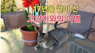 17년을 같이산 고양이와의 이별