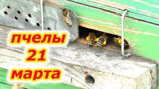 МАТКА с ГОРСТЬЮ ПЧЕЛЫ ПОСЛЕ УСИЛЕНИЯ...