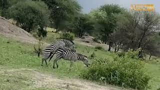 |#zebra MATING |