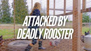 DEADLY Rooster ATTACKS Realtor During Home Tour | VLOG 003