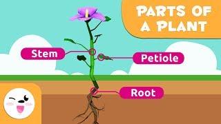 Parts Of The Plant for kids - Plant Characteristics