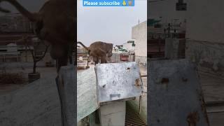 #funny #monkey #comedy Blessings from Bhole Baba 