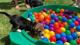 Adorable Beagles &  Puppies Doing Funny Things!
