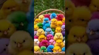 Colored chicks chirping #birds #animals #cute