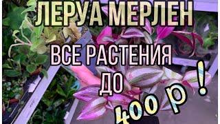 ЛЕРУА МЕРЛЕН Все РАСТЕНИЯ до 400 рублей! Удивитесь многим 🫢 (ноябрь 2024)