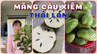 Cây Mãng cầu xiêm Thái Lan | 0386569374 - Ngọc Ngân Bến Tre | Chuyên cây độc lạ