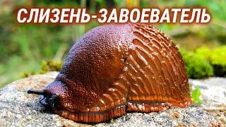 Этот слизень пожирает всё на своём пути!