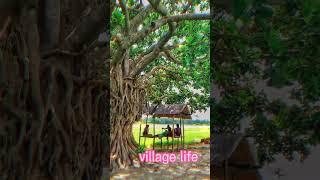 village life#borhan vlog5#vlog video