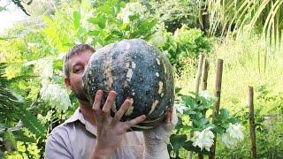 Another Market Find! An Awesome Dark Green Pumpkin!