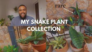 My Snake Plant Collection. Grown in their Native Range /Sansevieria Tour