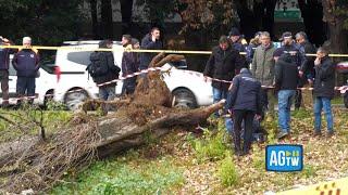 Roma, albero cade e uccide una donna a Colli Aniene. La rabbia dei residenti: «Gualtieri dov'è?»