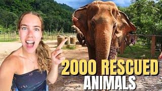 BEST Elephant Sanctuary in Chiang Mai! Elephant Nature Park 