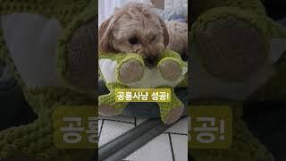공룡사냥 성공! #투투무 #말티푸일상 #터그놀이