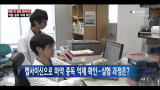 캡사이신 이용해 마약 중독 치료 가능한 원리 규명 / YTN 사이언스
