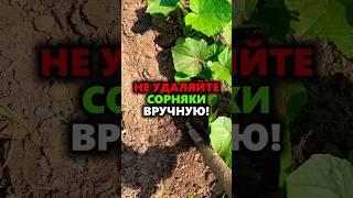 Никогда не удаляйте сорняки вручную — делаю так, и они исчезают сами #огород #дача #сад