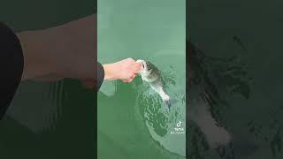 #branzino #daiwa #laguna #pesca #spigola #seabass #catchandrelease
