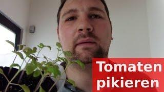 Tomate Balkonzauber pikieren