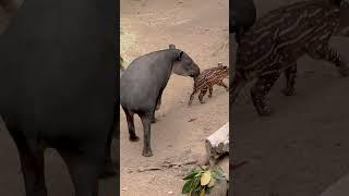 She's here! We need your help naming the new baby tapir.