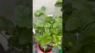 The Pot Broke… But My Mogra Didn’t Give Up #youtubeshorts #mograplant #garden #terracegarden #garden