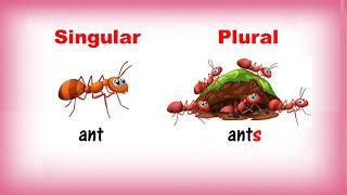 Singular and Plural Nouns | Class 1 | CBSE