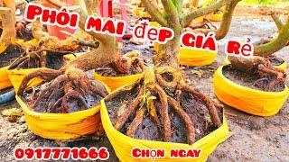 Phôi mai bonsai đẹp giá rẻ 5/11 #aTú0917771666 |MaivàngThanhTâm