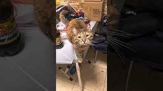 Кошка просит пиво
